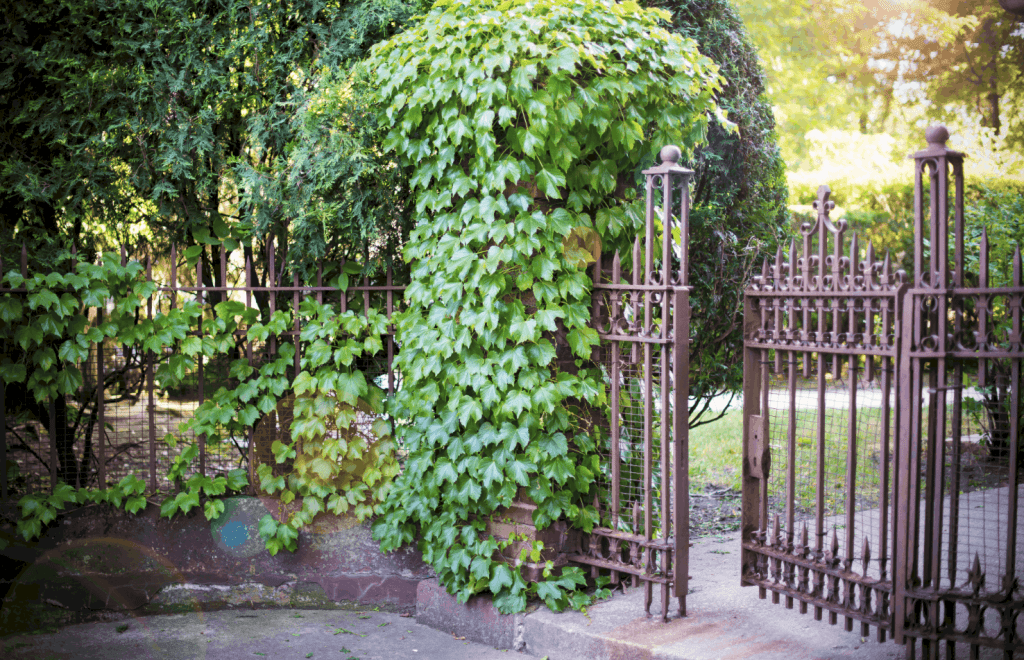 Gate Repair Remove Rust From Your Wrought Iron Fence Wd40 India Gate Repair Remove Rust From Your, Wrought Iron Garden Fence Post Repairing