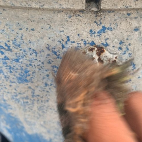 Cleaning pot