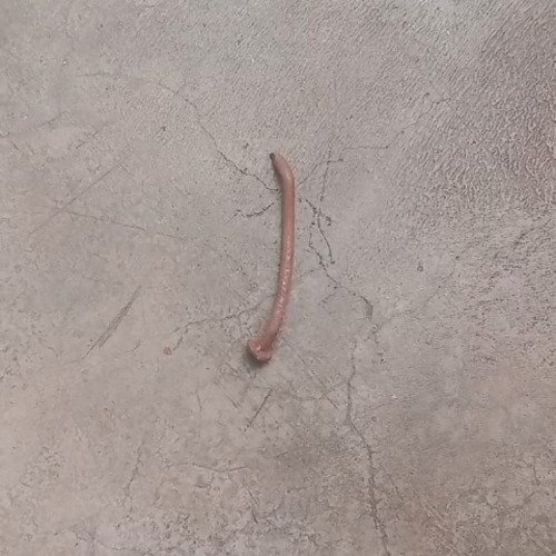 Old iron nail cleaning