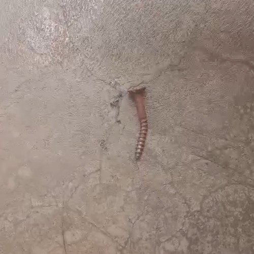 Cleaning rusted bended old nail