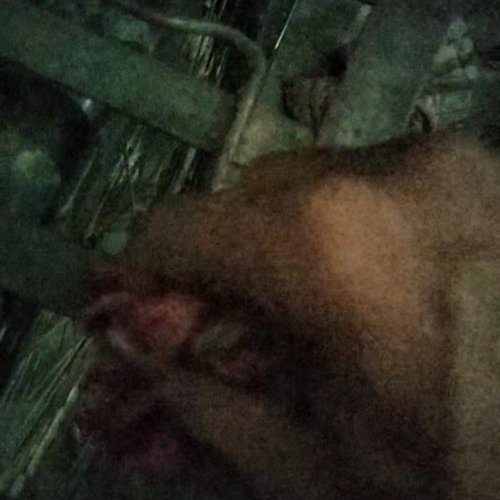 Bycle carrier cleaning